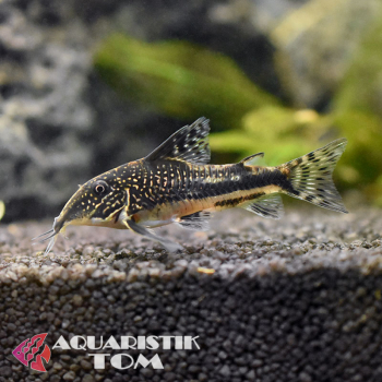 Schabracken-Panzerwels, Corydoras barbatus